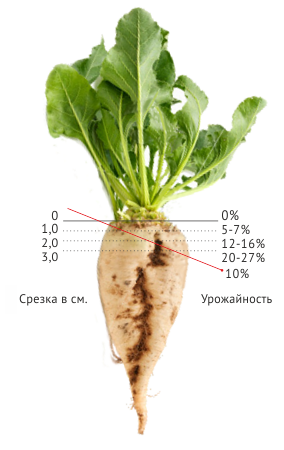 Потери урожайности сахарной свеклы