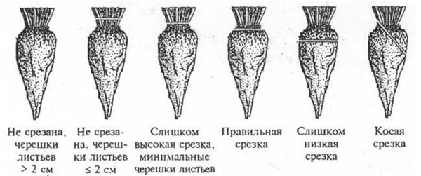 Показатели качества срезки корнеплода сахарной свеклы по между-народному стандарту МИИСС в Брюсселе