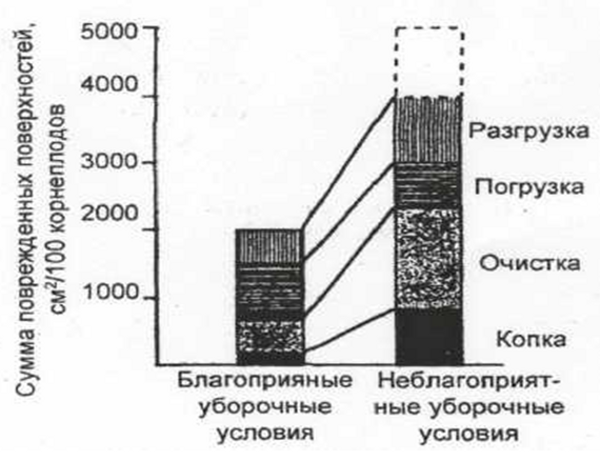 Поверхностные повреждения корнеплодов сахарной свеклы