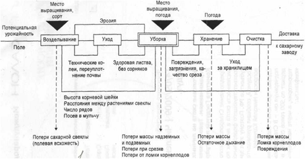 Факторы, влияющие на потери при уборке сахарной свеклы