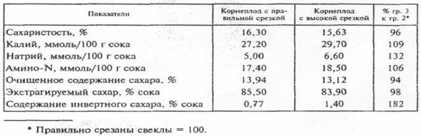 Качество правильно срезанных и слишком высоко срезанных корнеплодов